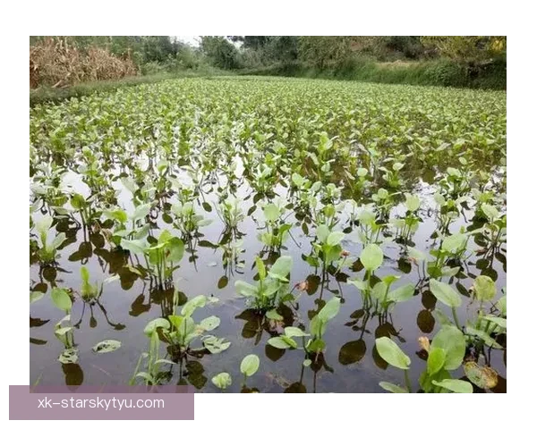 单场137分再创新高卢帅冷静